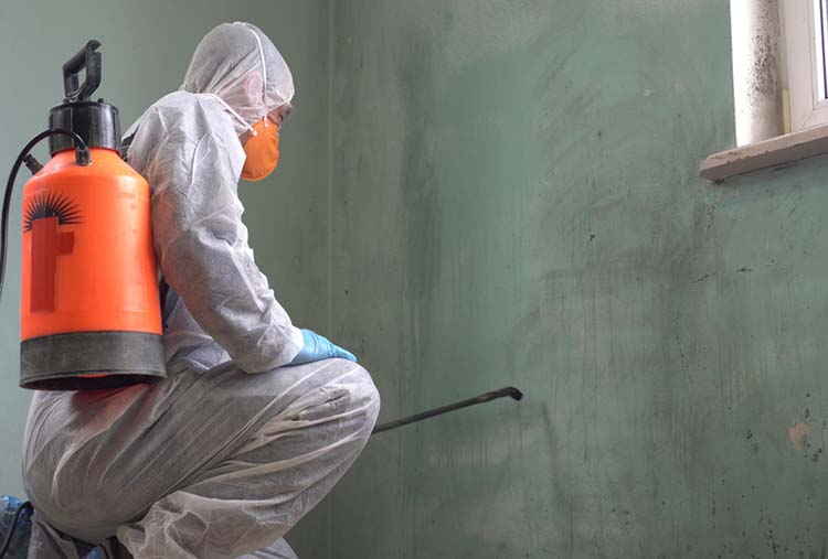 Coronavirus,Disinfectant,Spray.,Mould,And,Mildew,Remover,,Killer,And,Cleaner